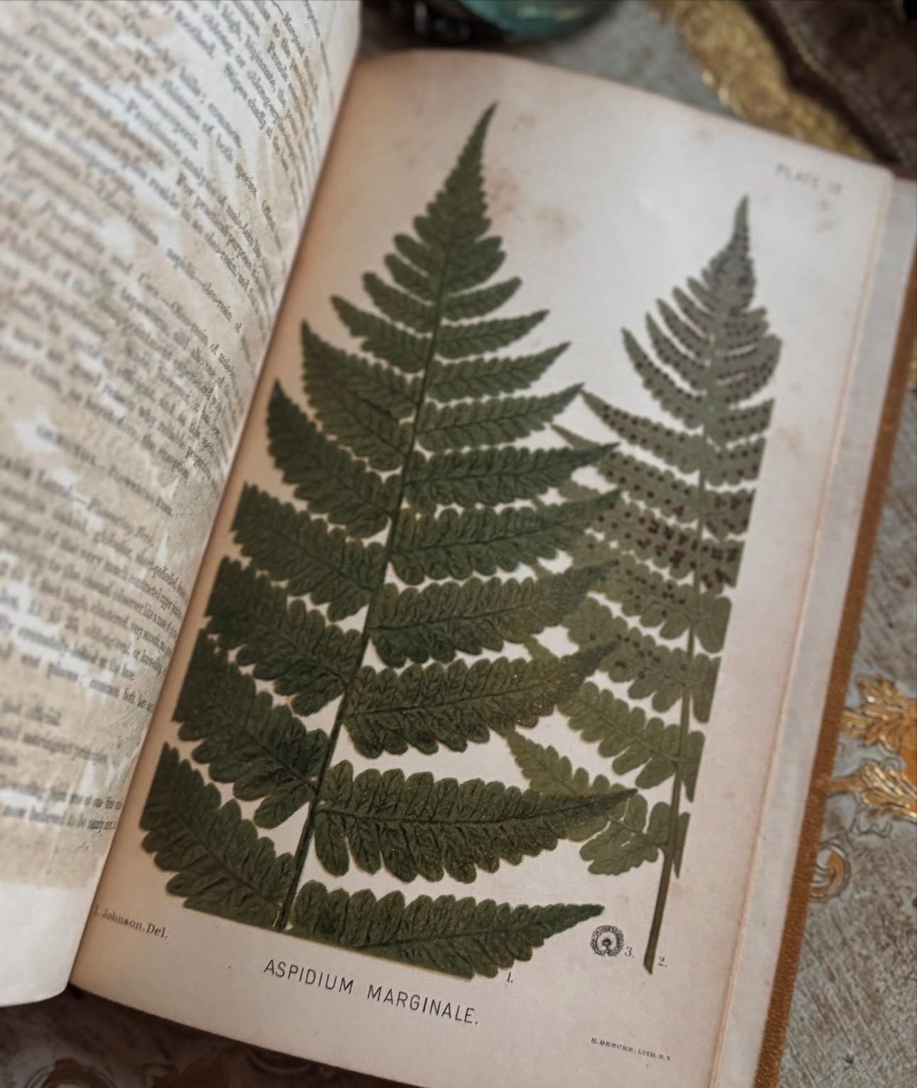 A Manual of the Medical Botany of North America 1884