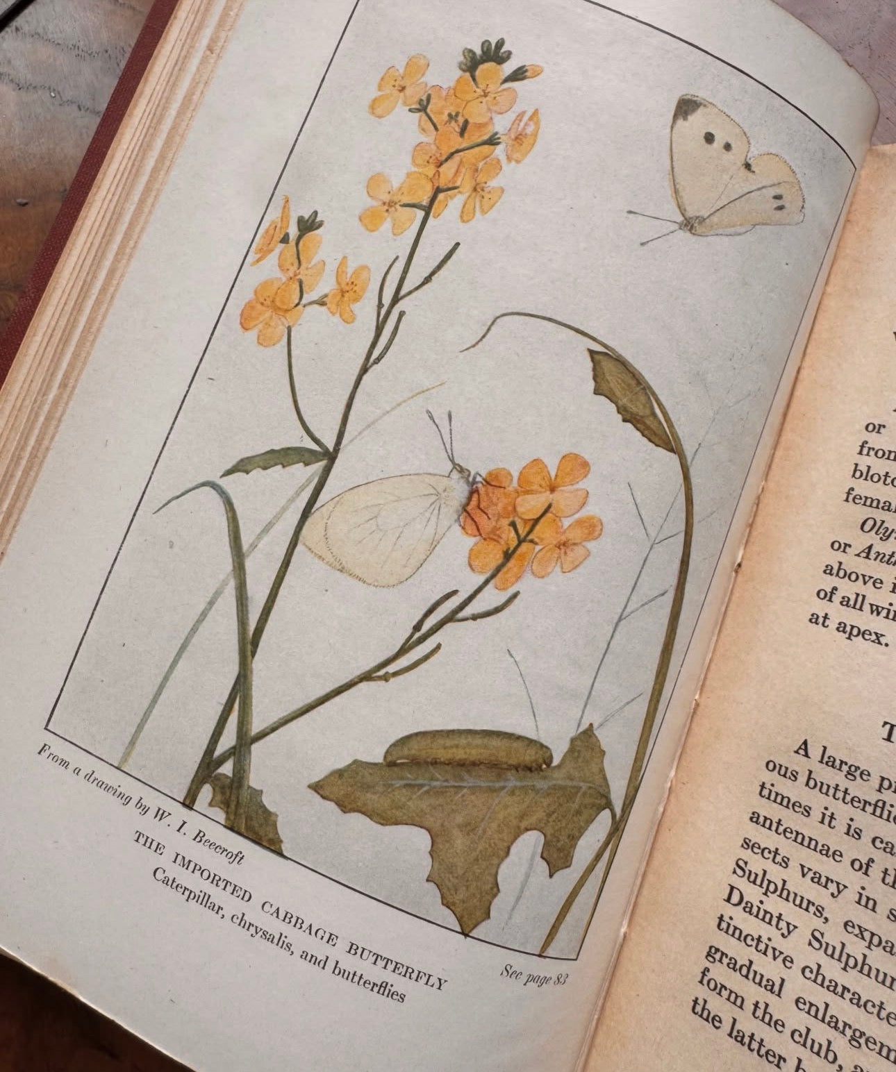 The Book of Butterflies Little Nature Library First Edition