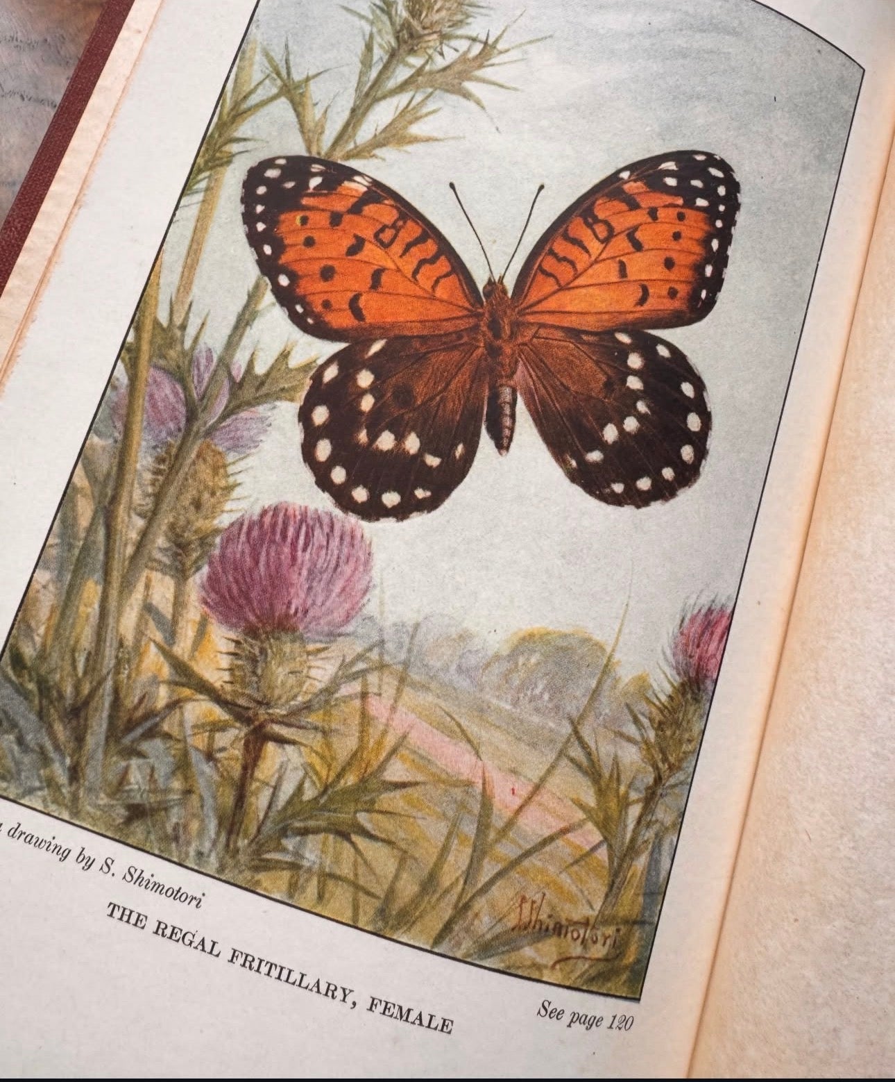 The Book of Butterflies Little Nature Library First Edition