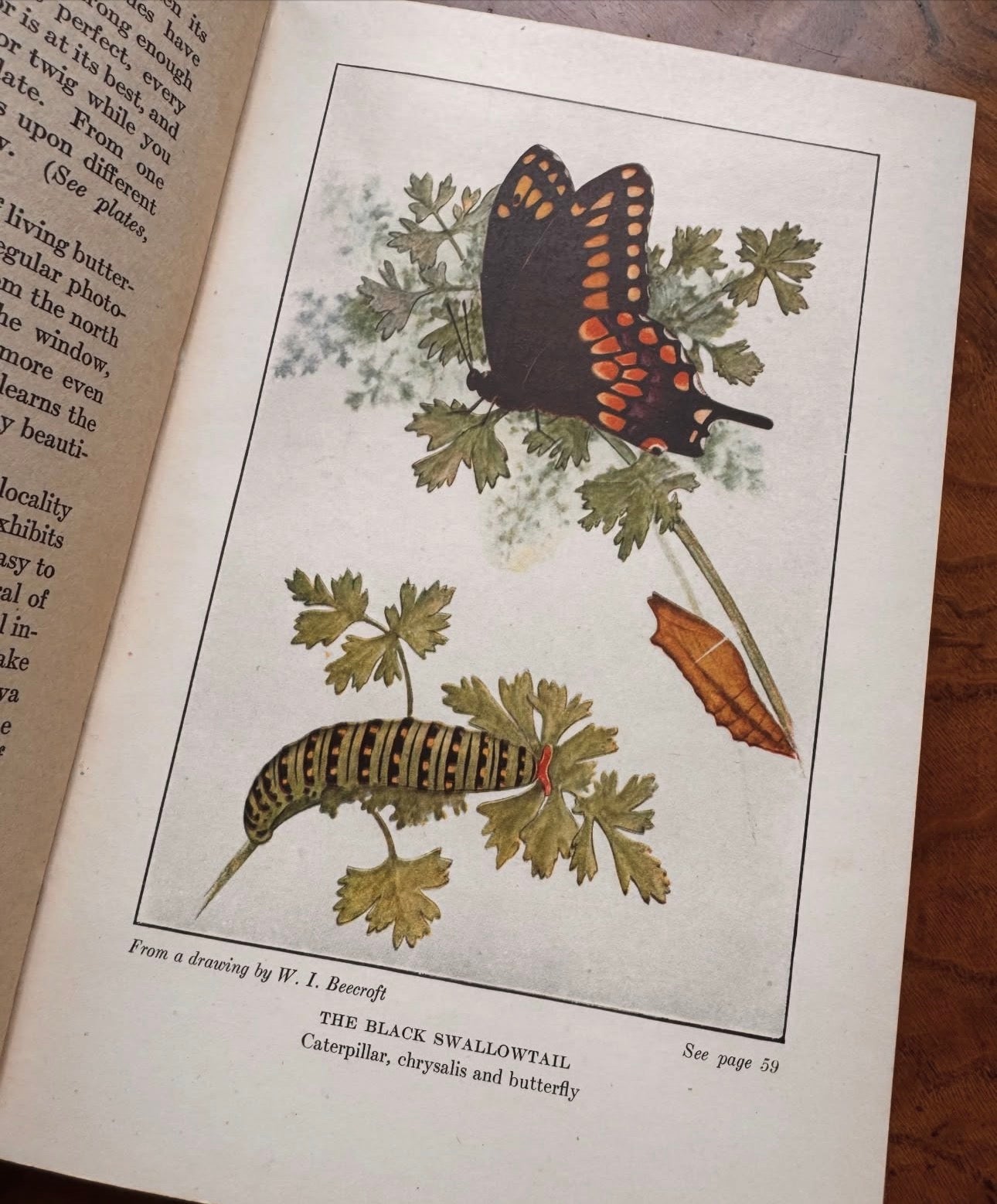 The Book of Butterflies Little Nature Library First Edition