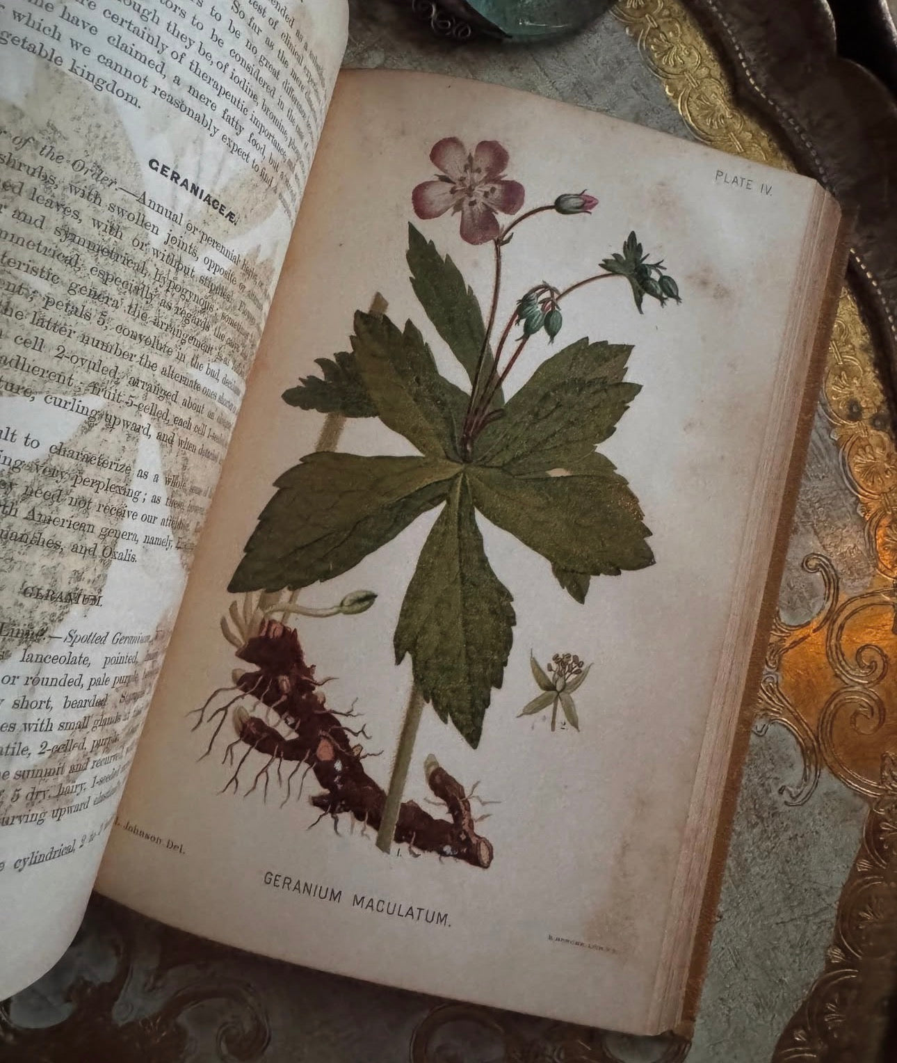 A Manual of the Medical Botany of North America 1884