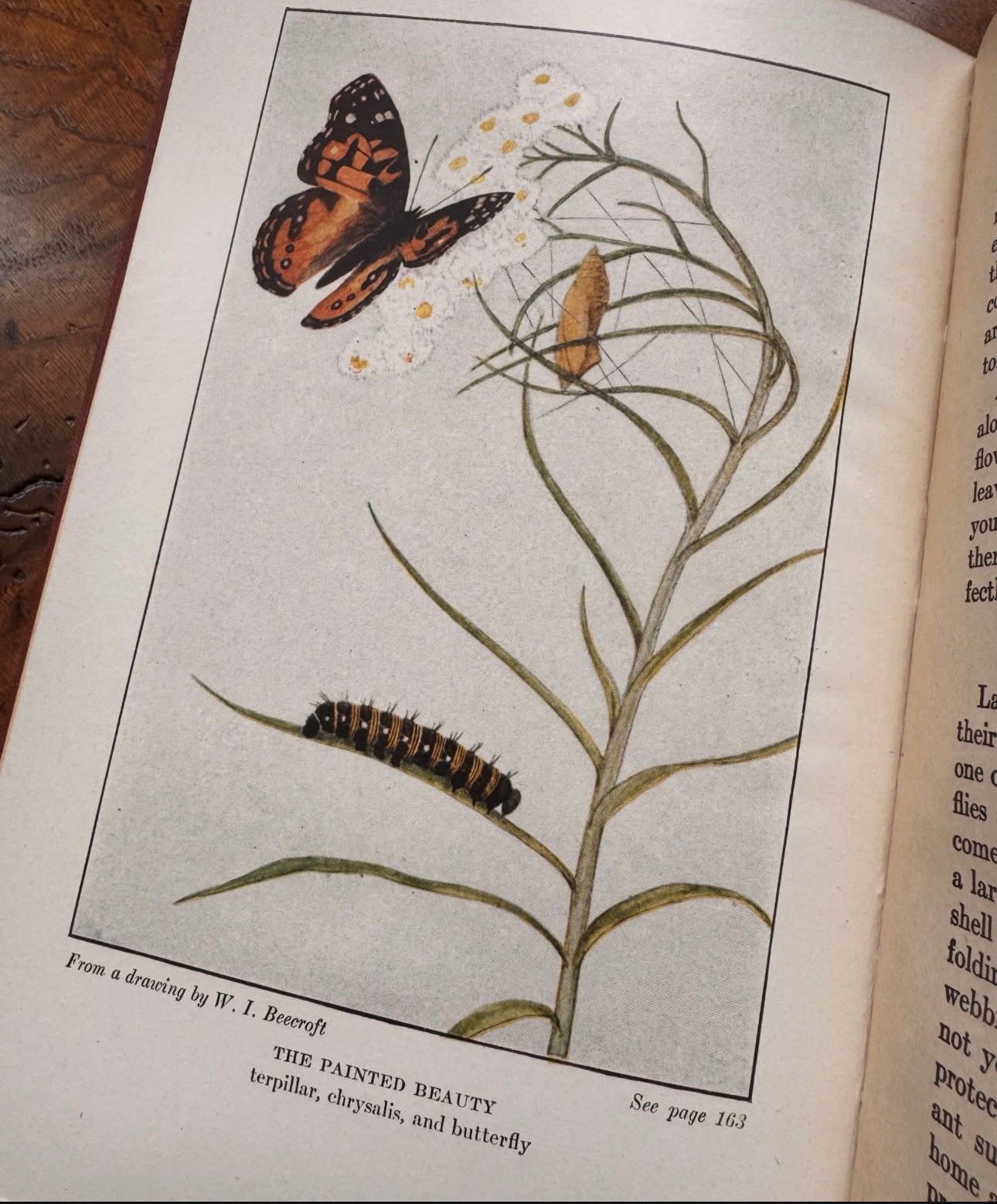 The Book of Butterflies Little Nature Library First Edition