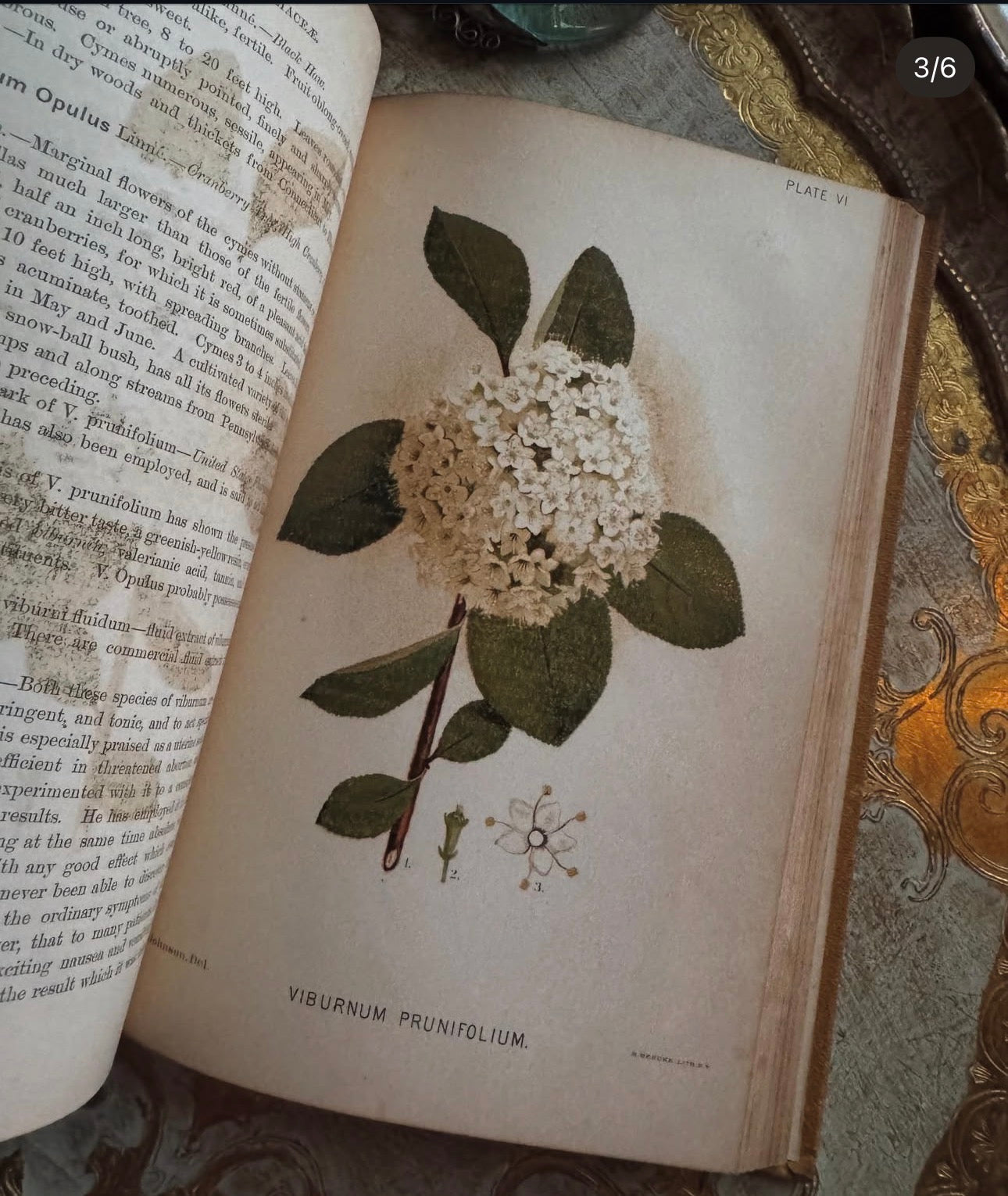 A Manual of the Medical Botany of North America 1884