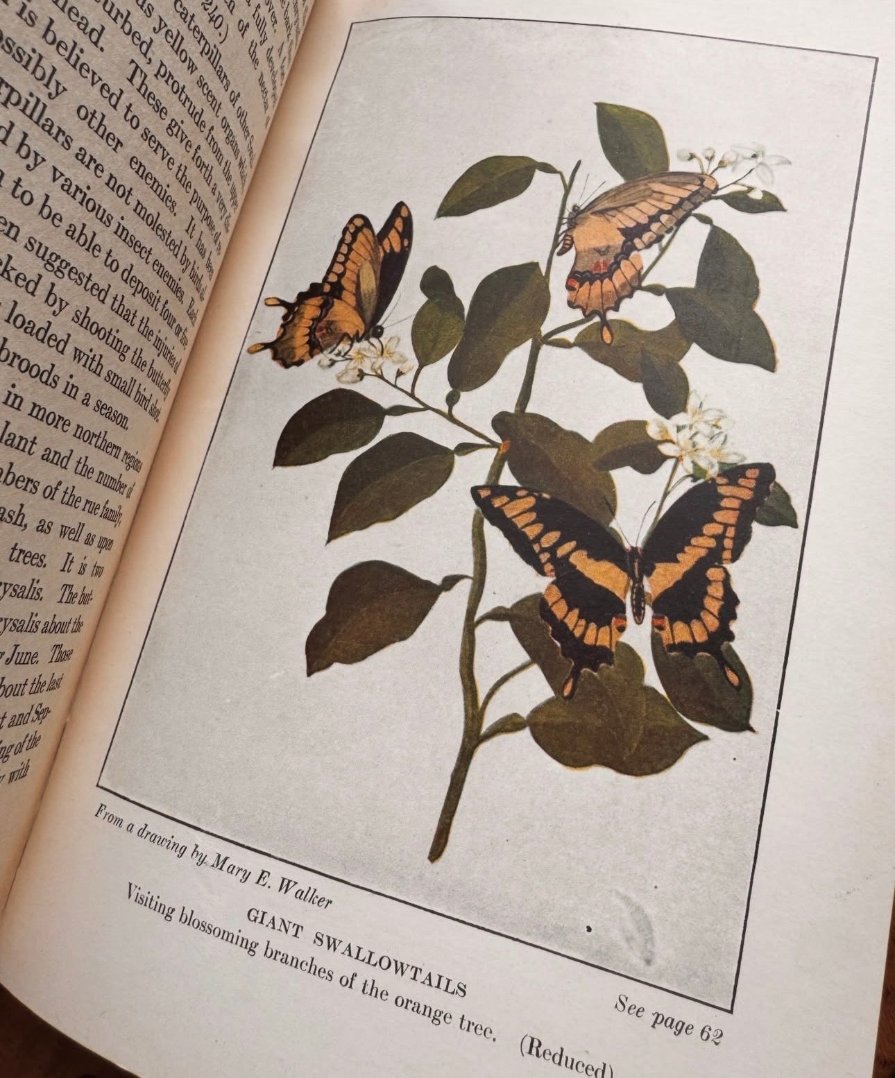 The Book of Butterflies Little Nature Library First Edition