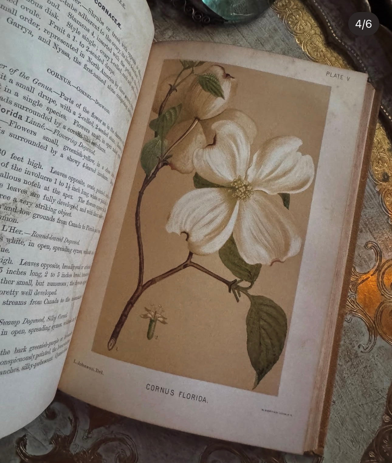 A Manual of the Medical Botany of North America 1884